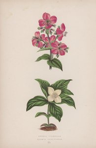 Rhexia Virginica; Cornus Canadensis (barevná litografie) od English School