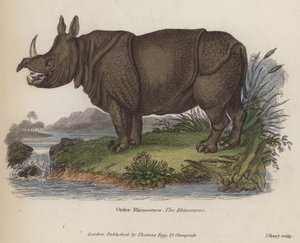 Rhinoceros (barevná rytina) od English School