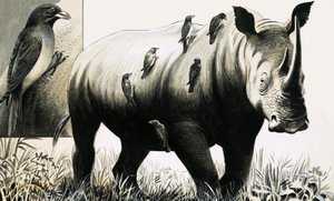Nosorožec a pták oxpecker od English School