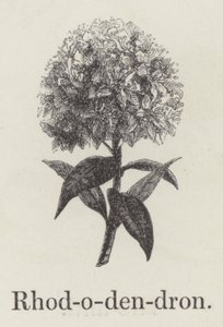 Rhododendron (rytina) od English School