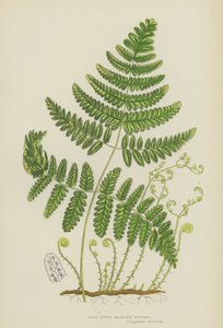 Tuhá třívětvová polypodie (barevná lito) od English School