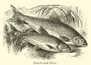 Roach a Dace od English School