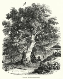 Kaštanovník Robinson Crusoe (rytina) od English School