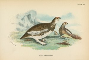 Rock Ptarmigan od English School