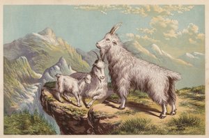 Koza skalní, Aplocerus Montanus (barevná litografie) od English School
