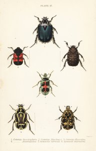 Chroust růžový: Cetonia fascicularis 1, Heterorhina macleayi 2, Gametoides subfasciata 3, huslista, Eupoecila australasiae 4, Gymnetis hieroglyphica 5 a Gymnetis marmorea 6 od English School
