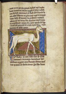 Royal MS 12 C XIX, f.33r Camel, od 