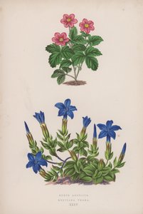 Rubus Arcticus; Gentiana Verna (barevná lito) od English School