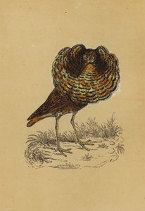 Ruff (barevná litografie) od English School