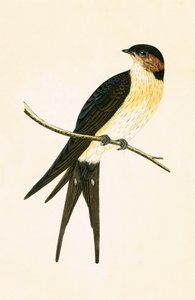 Rufous Swallow, ilustrace z „Historie ptáků Evropy, která nebyla pozorována na Britských ostrovech“ od Charlese Roberta Bree (1811-86), vydáno 1867