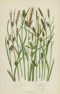 Russet Carex, Pale Carex, Long Bracteated Carex, Yellow Carex, Tawny Carex, Loose Carex … (barva lito) od English School