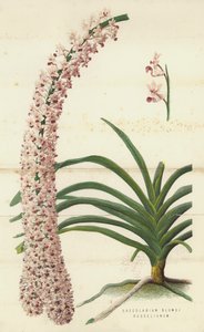 Saccolabium Blumei Russelianum (chromolit) od English School