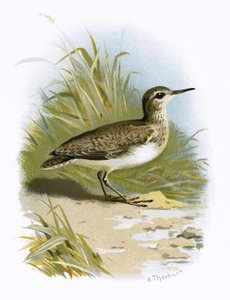 Sandpiper od English School