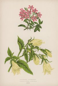 Saponaria ocymoides; Symphyandra Pendula (barevná lito) od English School