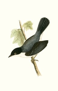 Pěnice sardinská, ilustrace z „Historie ptáků Evropy nepozorovaných na Britských ostrovech“ od Charlese Roberta Bree (1811-86), vydáno 1867 od English School