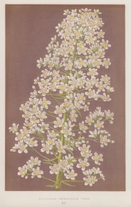Saxifraga longifolia Vera (barevná litografie) od English School