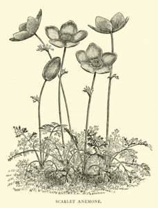 Scarlet Anemone od English School