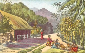 Scéna na kakaové plantáži (barva litho) od English School