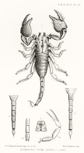 Scorpions from Somaliland, ilustrace z The Hope Reports, sv. II, 1897-1900., editoval Edward B. Poulton, Oxford, 1901 od English School
