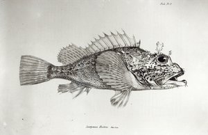 Scorpion Fish, deska 8 z „The Zoology of the Voyage of H.M.S Beagle, 1832-36“ od Charlese Darwina od English School
