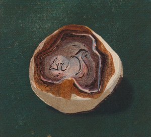 Přímořský oblázek (barevná litografie) od English School