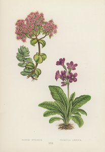 Sedum Ewersii; Primula Amoena (barevná litografie) od English School