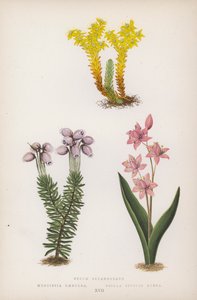 Sedum Sexangulare; Menziesia Scilla Bifolia Red (barva litho) od English School