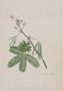 Citlivá rostlina, ilustrace z alba Poems, Graphite Drawings & Watercolours, c.1828 (wc na papíře) od English School