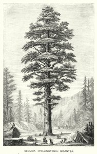 Sequoia (Wellingtonia) Gigantea (rytina) od English School