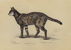 Serval (barevná litografie) od English School