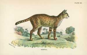 Serval od English School