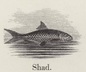 Shad (rytina) od English School