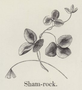 Shamrock (rytina) od English School
