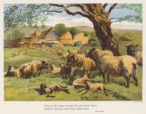 Ovce a jehňata (barevná litografie) od English School
