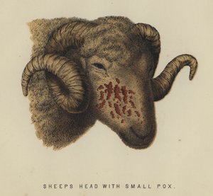 Ovčí hlava s malými neštovicemi (barva litho) od English School
