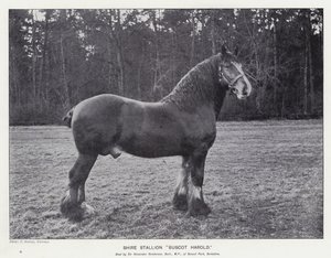 Shire Stallion "Buscot Harold" (litho) od English School