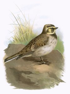 Pobřežní Lark