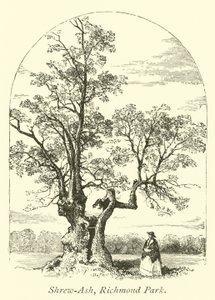 Shrew-Ash, Richmond Park od English School
