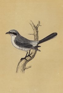 Shrike (barevná litografie) od English School