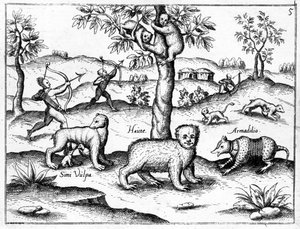 Simi Vulpa, Haute and Armadilio, ilustrace z „Objevení Guyany“ od sira Waltera Raleigha, vydáno kolem roku 1599 od English School