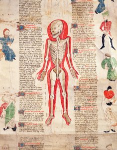 Kostra, z De arte phisicali e de cirugia od Johna Ardene, 1412 od English School