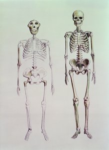 Kostry Australopithecus Boisei a Homo Sapiens od English School