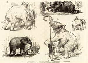 Skicy slona afrického Jumba v zoologické zahradě od English School