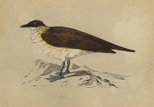 Skua (barevná litografie) od English School