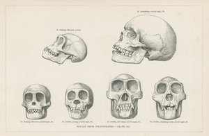 Lebky z fotografií od English School
