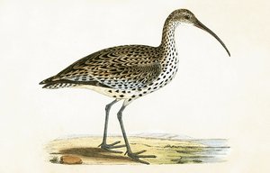 Slender Billed Curlew, ilustrace z knihy „Historie ptáků Evropy, která nebyla pozorována na Britských ostrovech“ od Charlese Roberta Bree (1811-86), vydané 1867