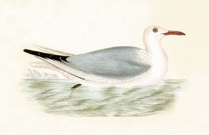 Slender Billed Racek, ilustrace z „Historie ptáků Evropy, která nebyla pozorována na Britských ostrovech“ od Charlese Roberta Bree (1811-86), vydáno 1867 (barevné lito)