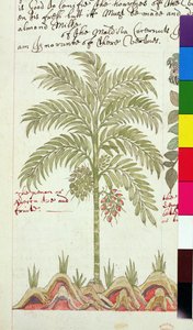 Datlová palma Sloane 4013 f.5v z 