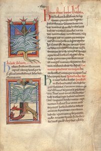 Sloane Ms 1975 fol.48 The Herb Basilica od English School