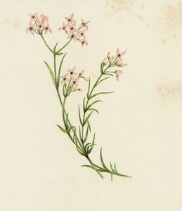 Woodruff malý, Asperula Cynanchica (barva lito) od English School